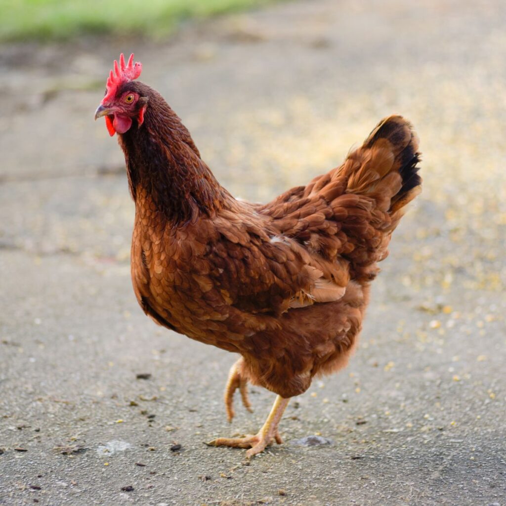 When Do Rhode Island Red Chickens Start Laying Eggs? Chicken & Chicks