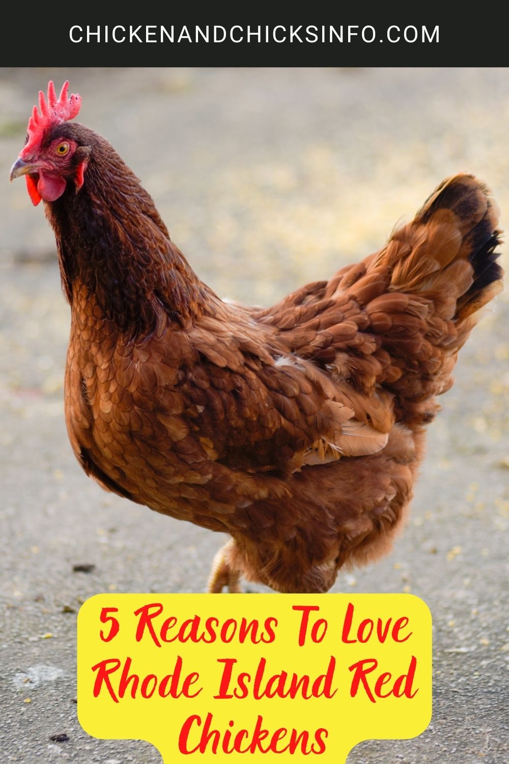 5 Reasons To Love Rhode Island Red Chickens poster.
