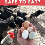 Are Backyard Chicken Eggs Safe To Eat