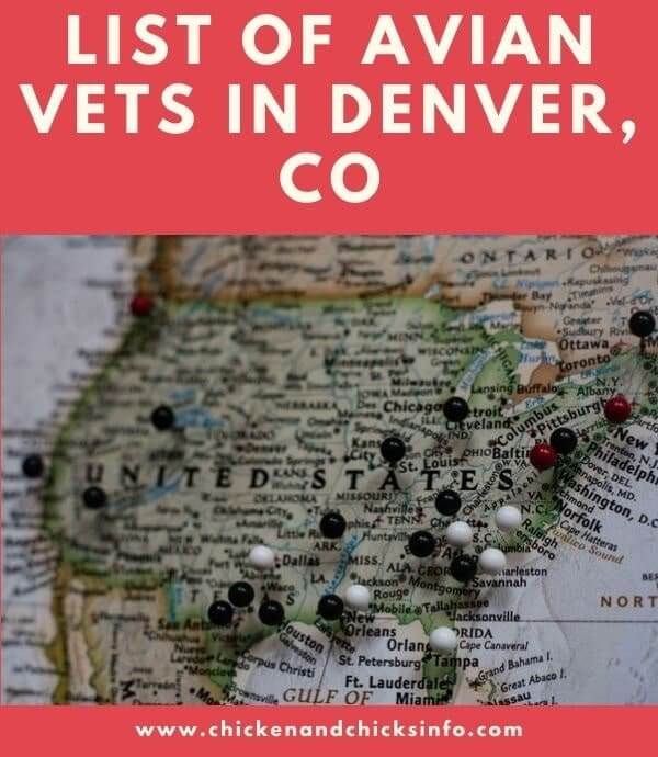 List of Avian Vets Denver Bird Healthcare Chicken & Chicks Info