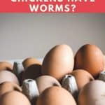 Does Poop on Eggs Mean Chickens Have Worms