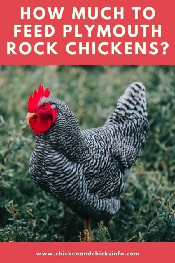 How Much To Feed Plymouth Rock Chickens