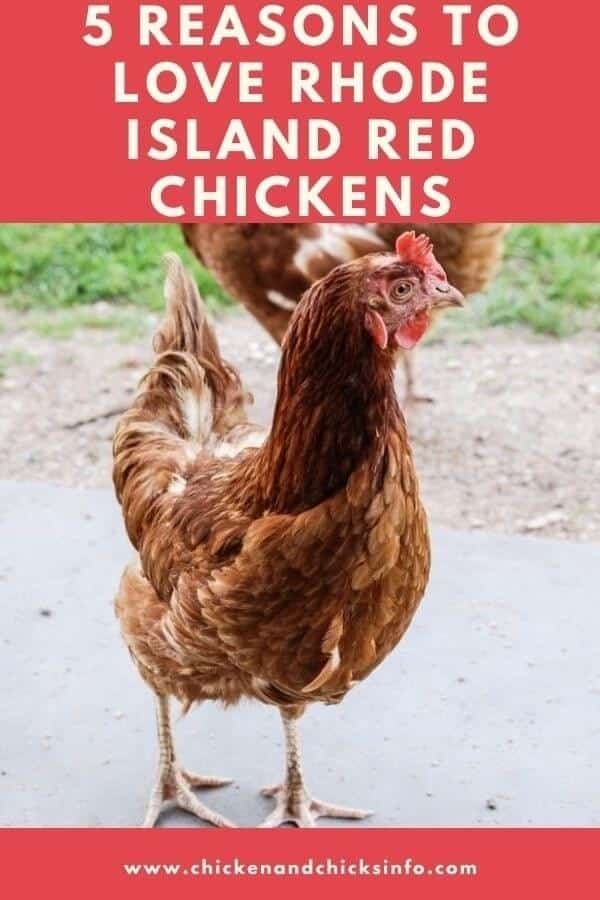 Reasons To Love Rhode Island Red Chickens