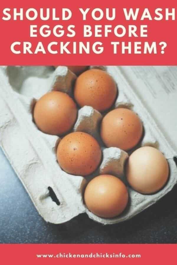 Should You Wash Eggs Before Cracking Them? Chicken & Chicks Info