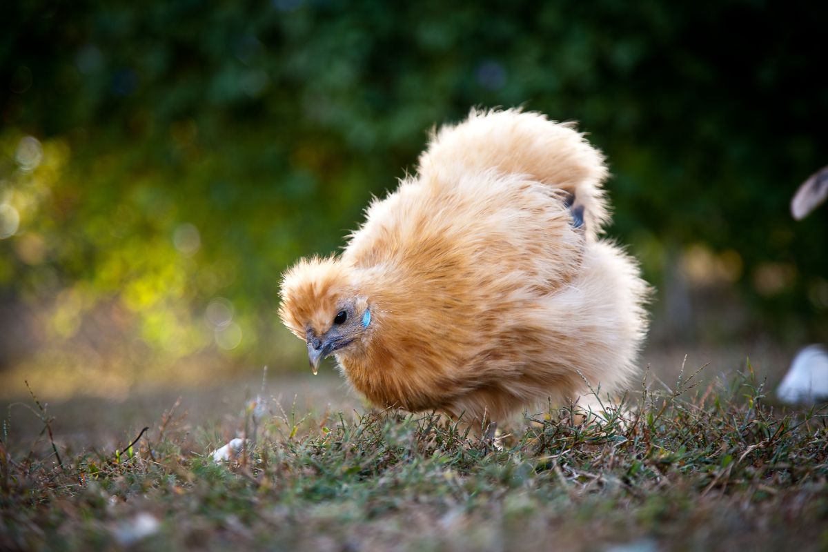 A brown SIlkie chicken pecking in a backyard.