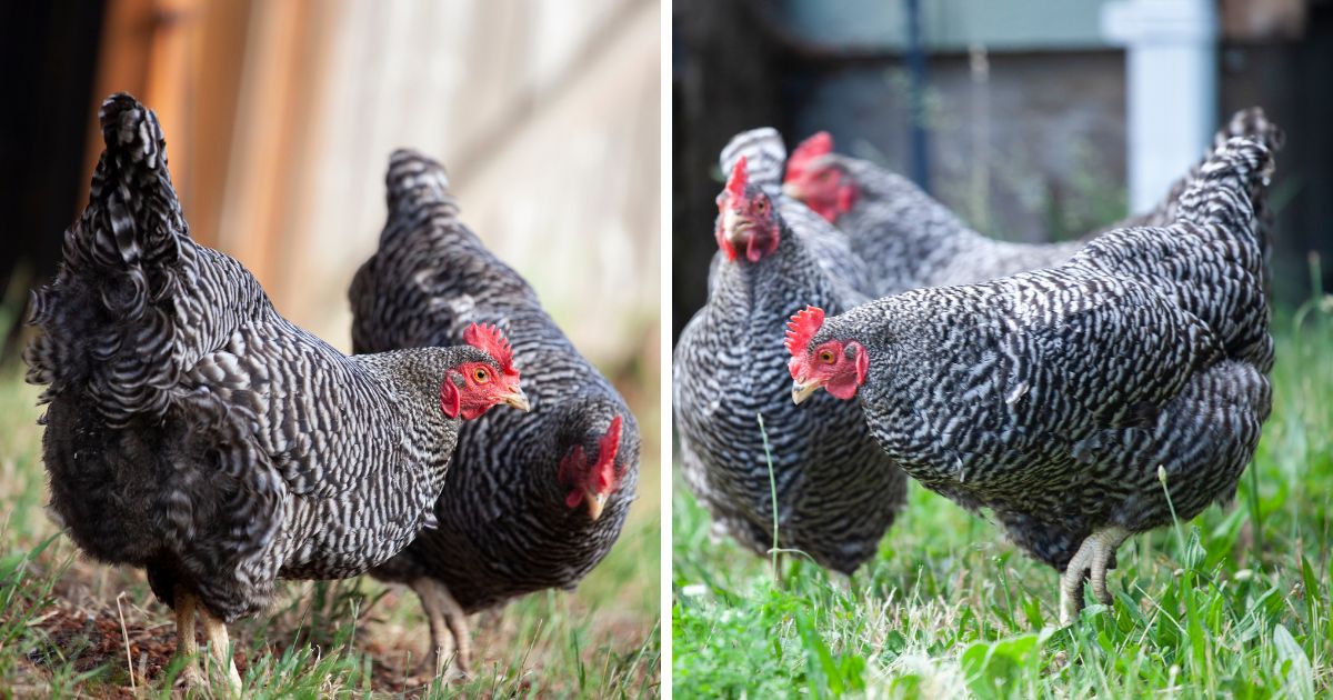 How Much To Feed Plymouth Rock Chickens? - Chicken & Chicks Info