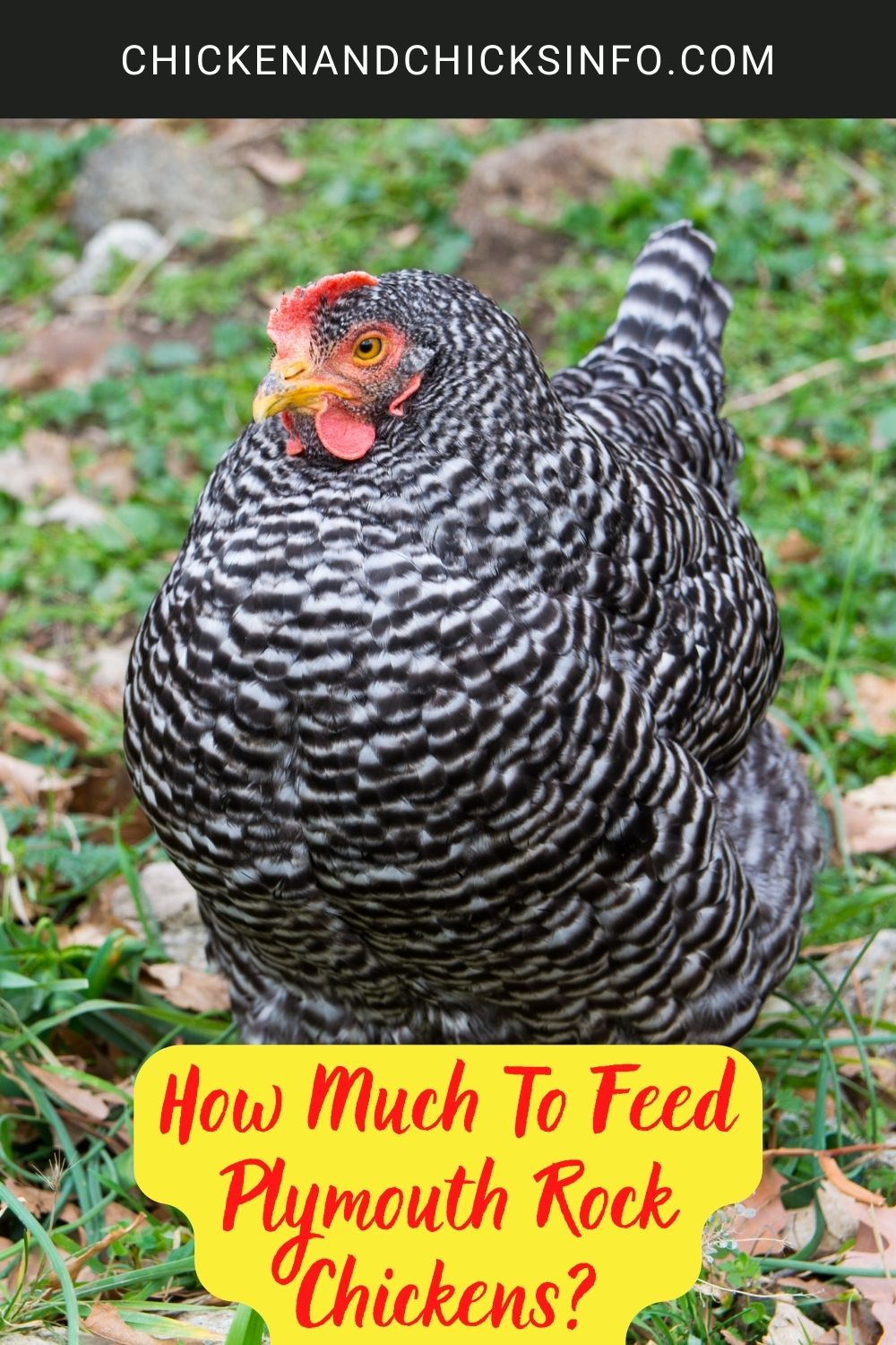 How Much To Feed Plymouth Rock Chickens? poster.
