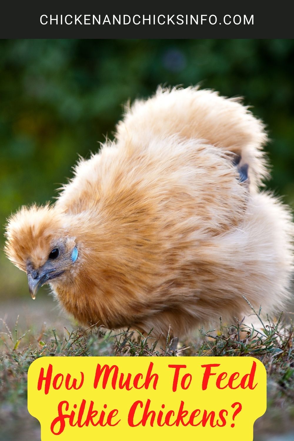 How Much To Feed Silkie Chickens? poster.
