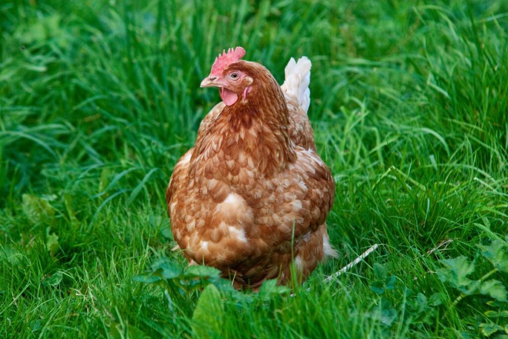 5 Reasons To Love Orpington Chickens! - Chicken & Chicks Info