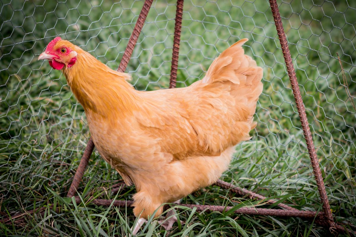 A brown Orpington chicken in a backyard.