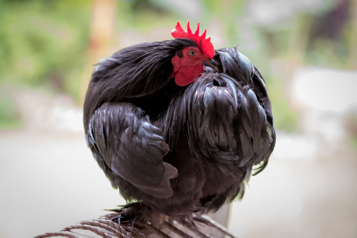 A black Orpington chicken.