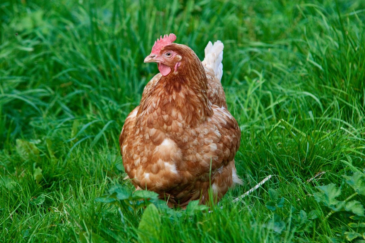 Brown Orpington chicken on a green meadow.
