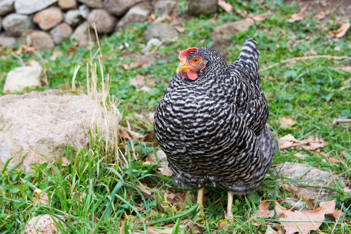 Plymouth rock chicken in a backyard.