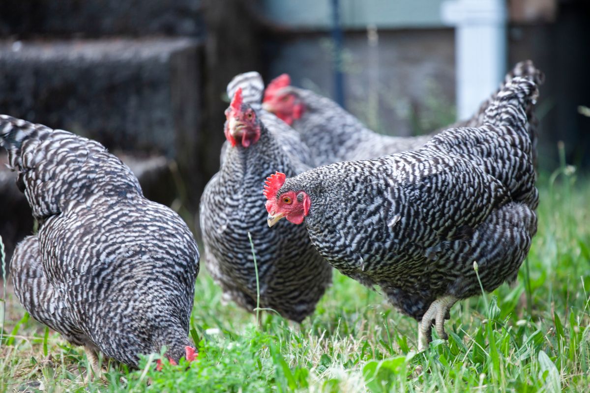 A bunch of Plymouth rock chicken in a backyard.