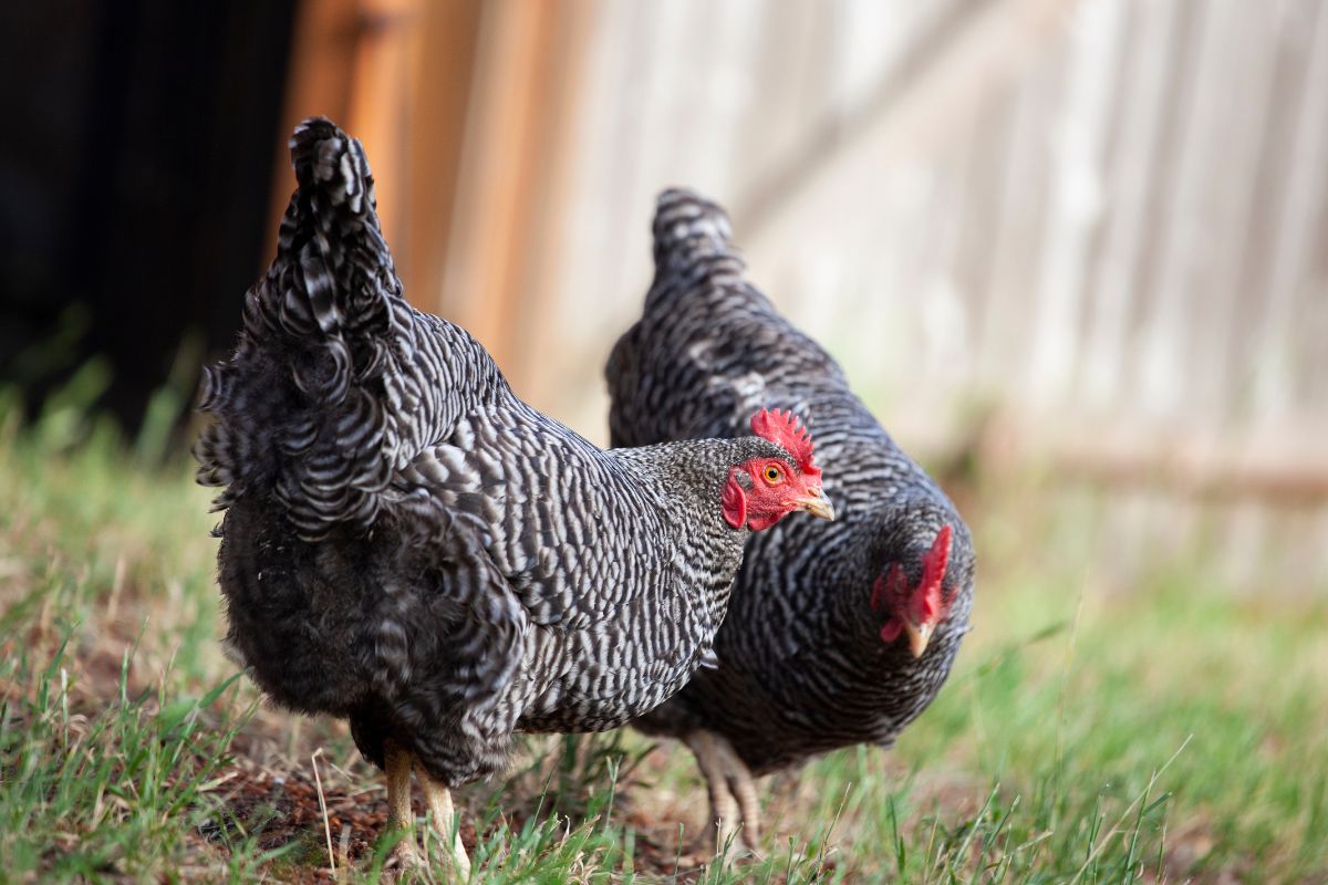 Two Plymouth rock chickens in a backyard.
