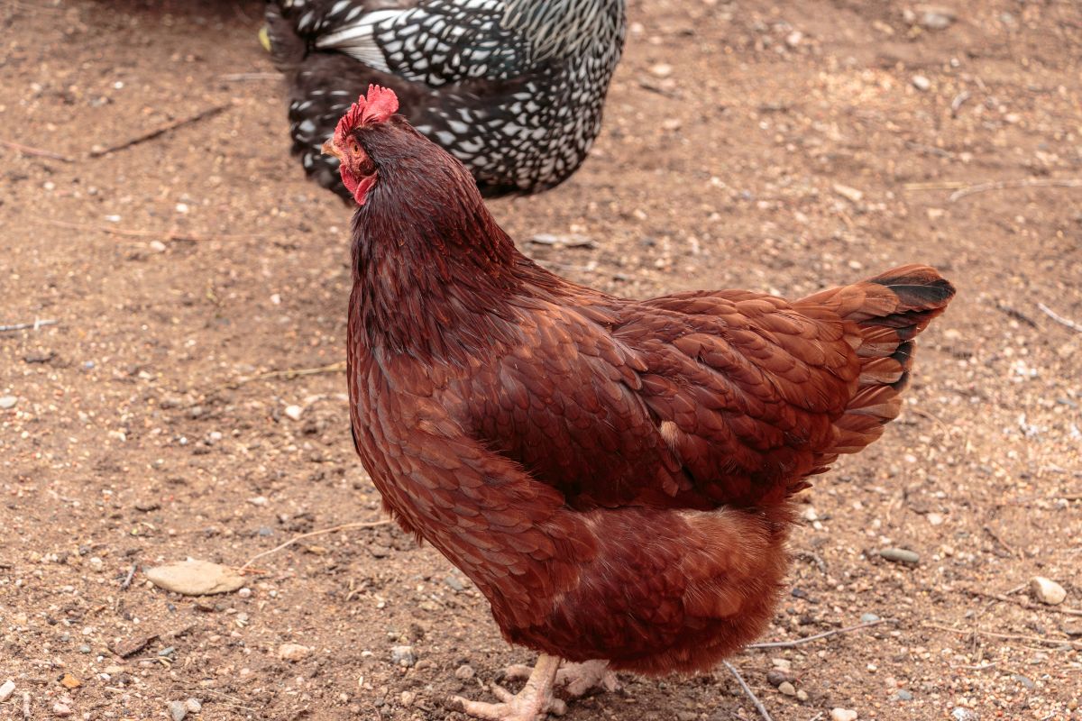 Rhode island red chicken in a backyard.