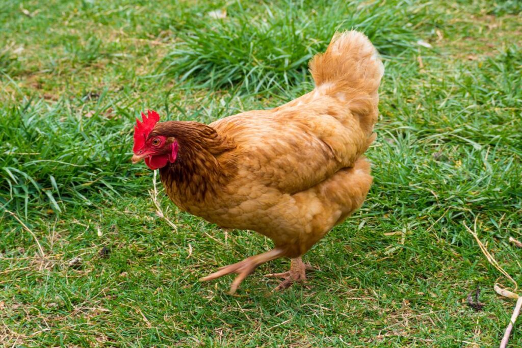 5 Reasons To Love Rhode Island Red Chickens Chicken & Chicks Info