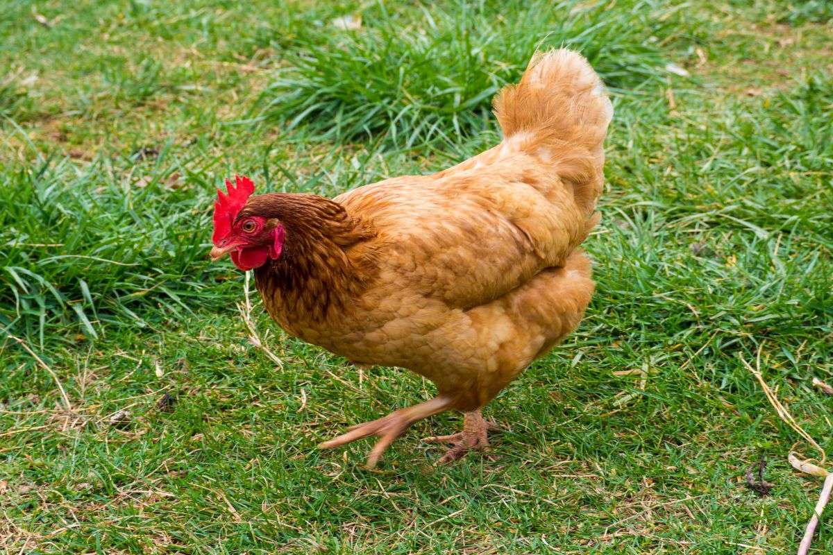 Rhode island red chicken in a backyard.