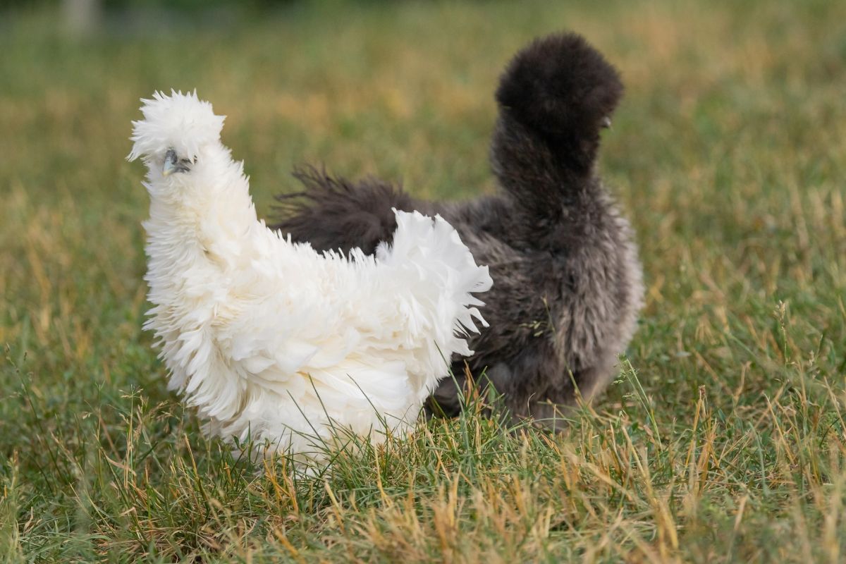 A white and a black Silkie chicken on a backyard pasture.