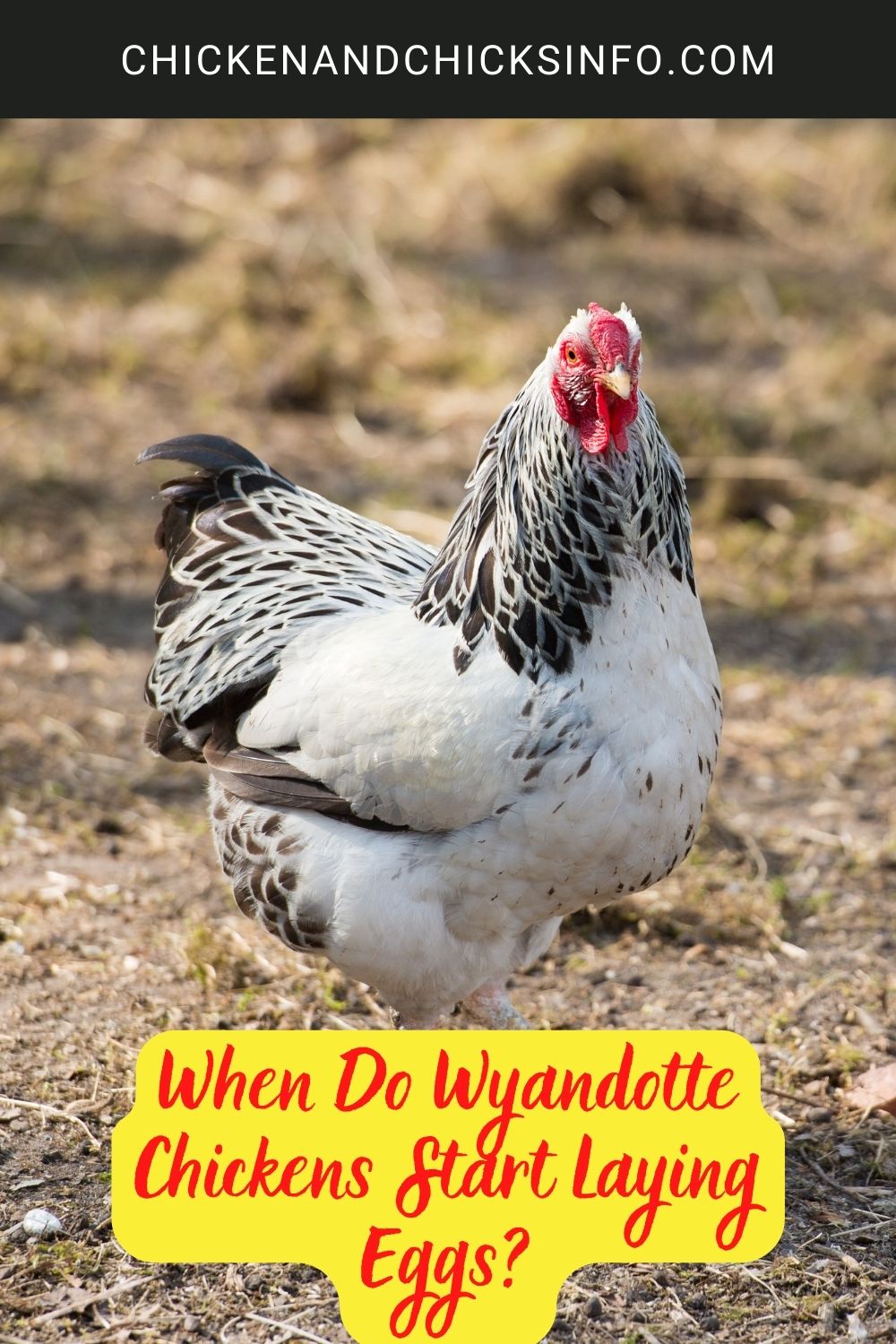 When Do Wyandotte Chickens Start Laying Eggs? poster.
