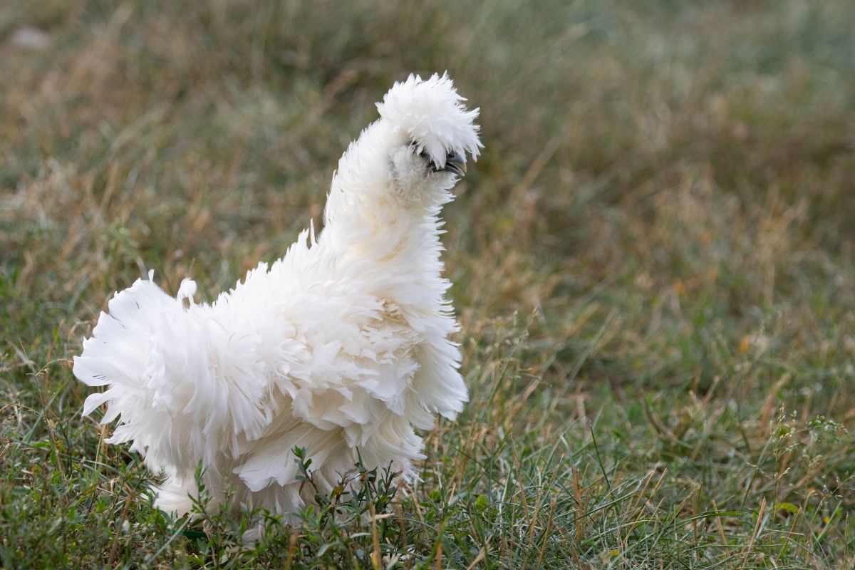 A white SIlkie chickenon a backyard pasture.