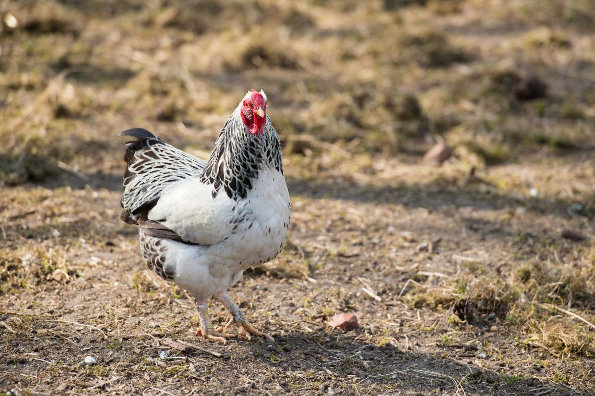 A white wyandotte chicken in a backyard.