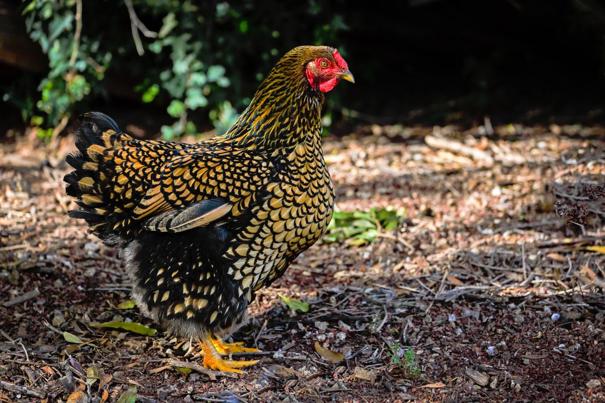 A beautiful wyandotte chicken in a backyard.