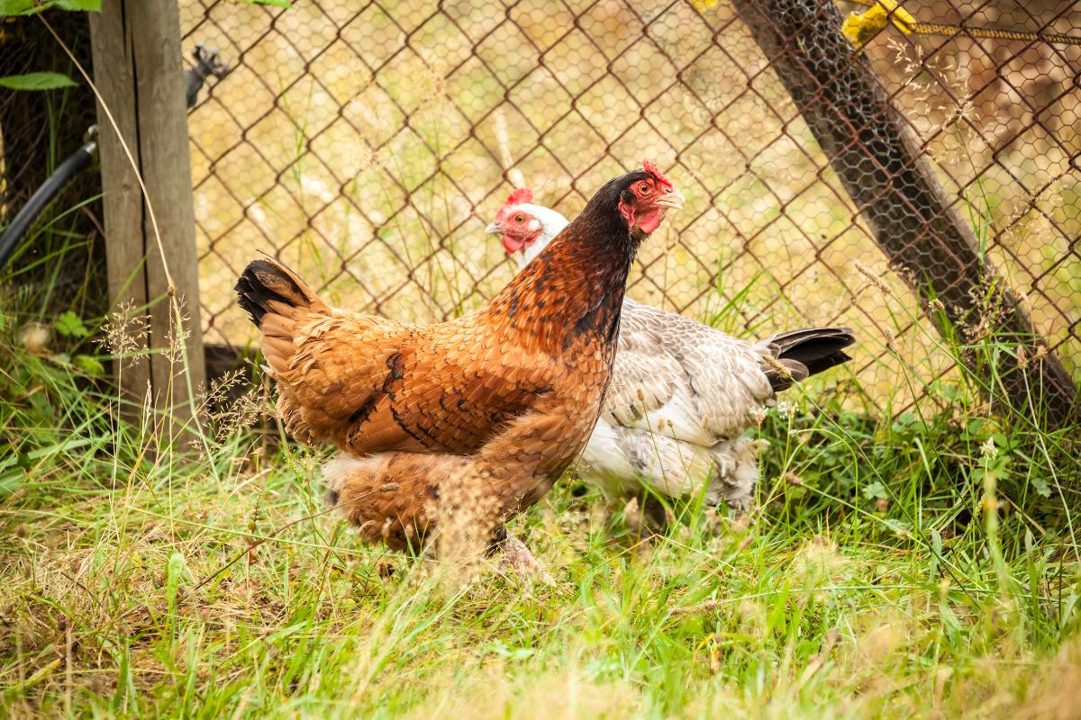 Two wyandotte chickens in a backyard near a fence.