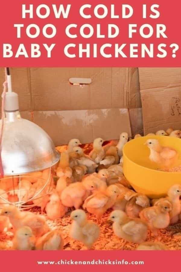 how-cold-is-too-cold-for-baby-chickens-heat-lamp-or-not-chicken