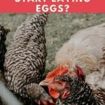 When Do Barred Rock Chickens Start Laying Eggs