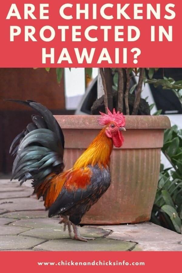 Are Chickens Protected in Hawaii? (Local Laws and Regulations Explained