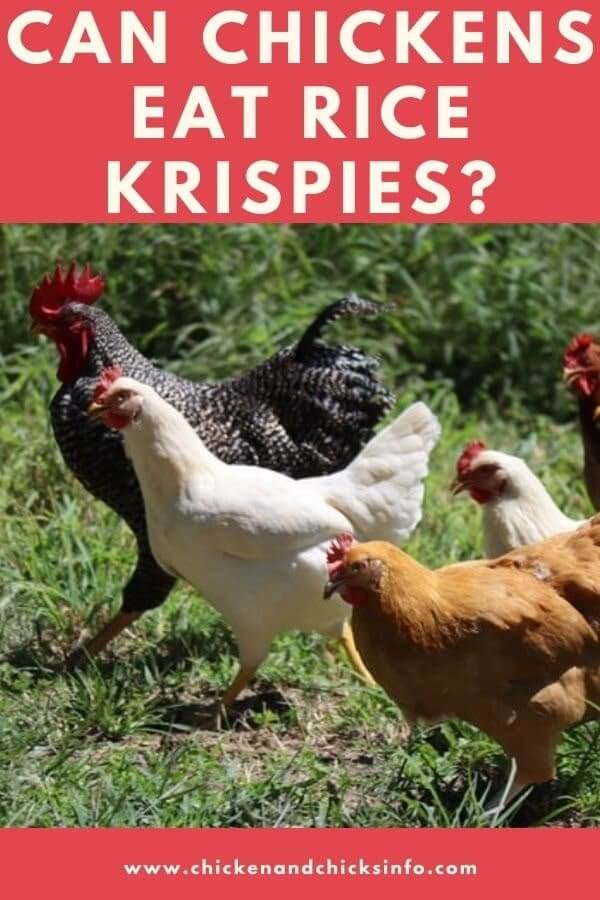 Can Chickens Eat Rice Krispies