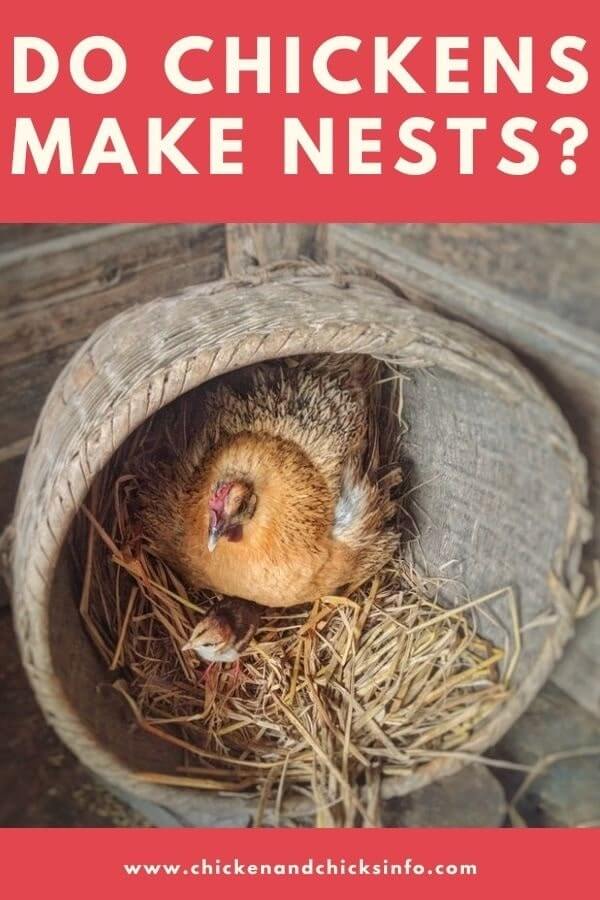 Do Chickens Make Nests? (A Look at Hen Egg Laying Habits) Chicken