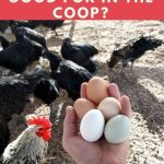 How Long Are Chicken Eggs Good for in the Coop