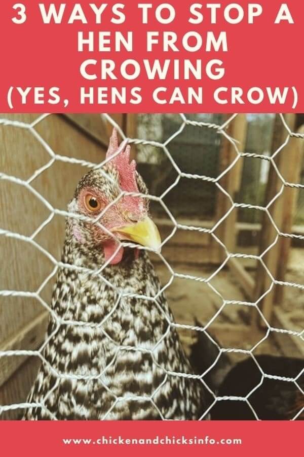 How to Stop a Hen From Crowing? (3 Reasons & Solutions!) Chicken & Chicks Info