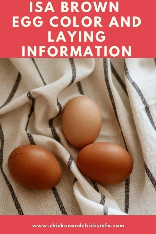 ISA Brown Chicken Egg Color, Size, and Laying Numbers Chicken