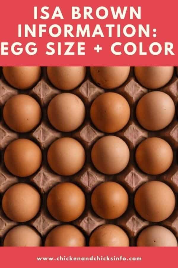 ISA Brown Egg Size