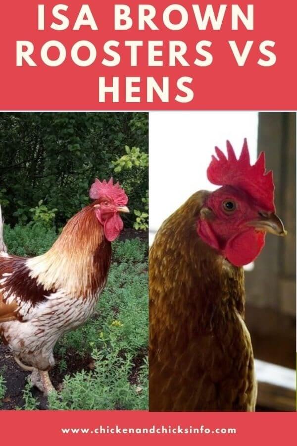 ISA Brown Rooster vs Hen