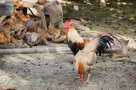 Kauai Chicken Population Control