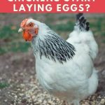 When Do Delaware Chickens Start Laying