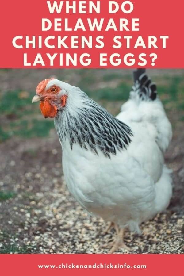 When Do Delaware Chickens Start Laying Eggs? Chicken & Chicks Info