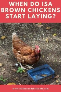 When Do ISA Brown Chickens Start Laying? - Chicken & Chicks Info