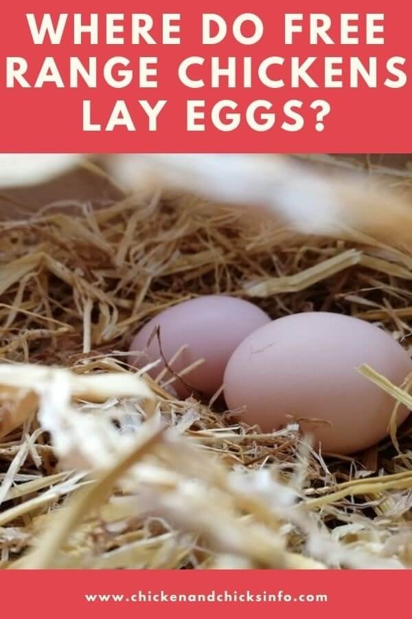 Where Do Free Range Chickens Lay Eggs? (How To Find Hen's Nests