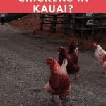 Why Are There So Many Chickens in Kauai