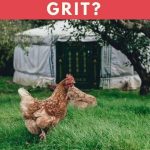 Can Chickens Eat Too Much Grit