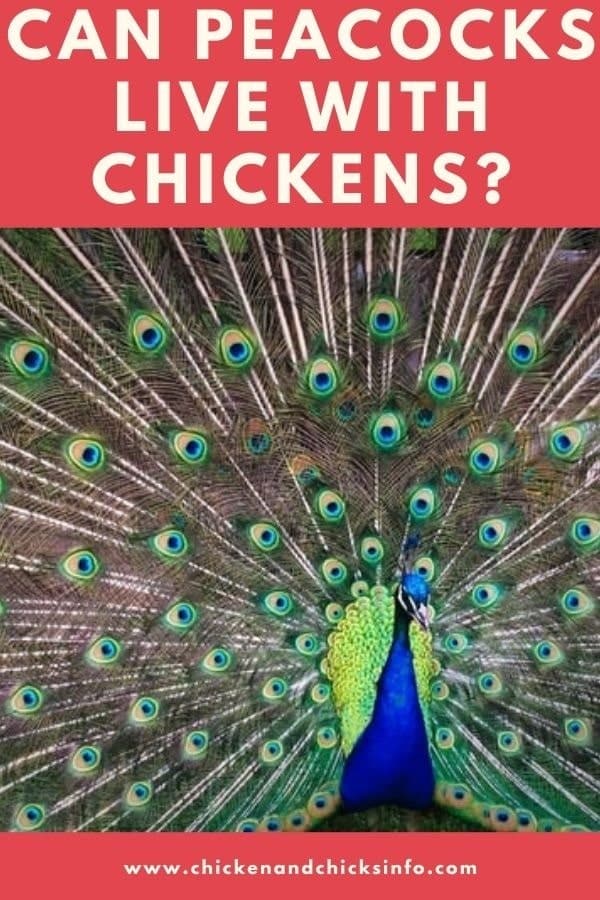 Can Peacocks Live With Chickens