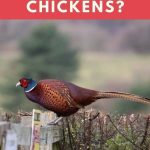Can Pheasants Live With Chickens