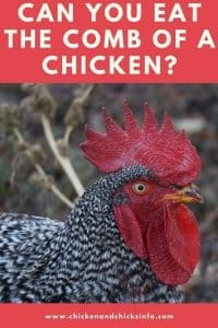 Can You Eat the Comb of a Chicken