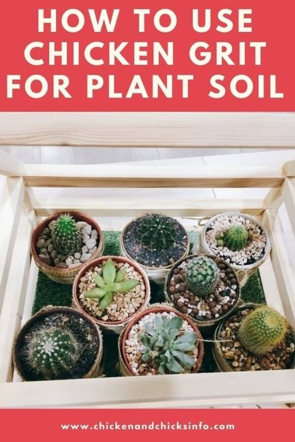 Using Chicken Grit for Plants Why It's Fine to Use Chicken & Chicks Info