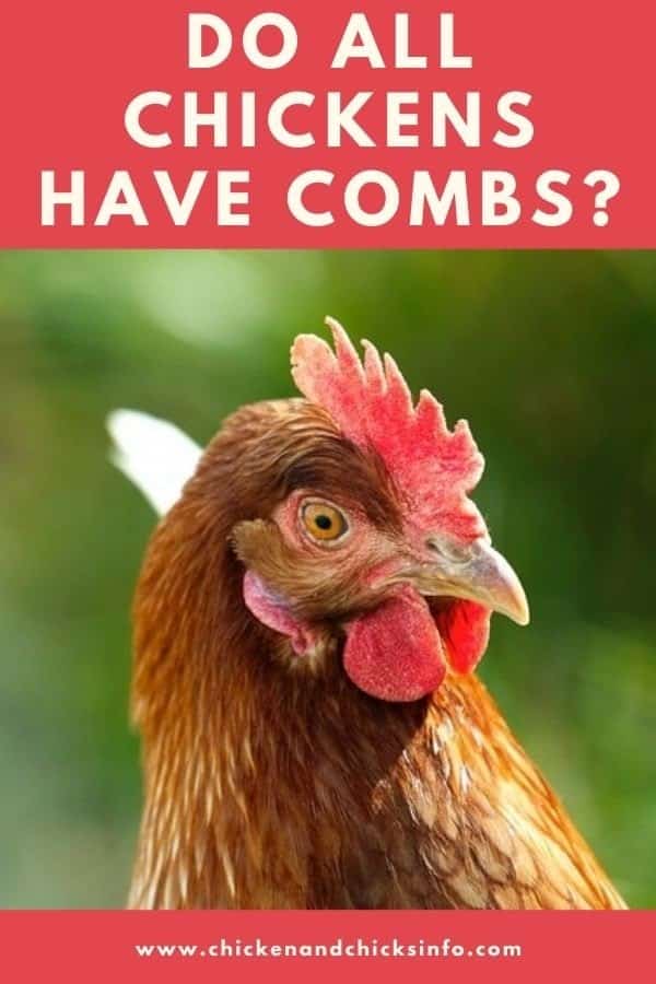 Do All Chickens Have Combs
